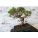  бонсай [ подлинный Kashiwa ] японский стиль интерьер сосна садоводство садоводство произведение искусства декоративное растение b173