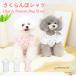 �y�V�o��z�� �� �������ڃV���c ���Ȃ� �����₷�� ���킢�� �h�b�O�E�F�A �t�� �H�~ ���^�� �h��