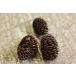  cocos nucifera .bsi. реальный 10 шт * организм вместе заказ пожалуйста 