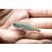  полоса зеркало шероховатость Rius ~ Индия ~ 4.5-6cm
