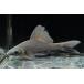  черный Shark ~ Indonesia ~ 12-13cm