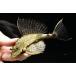 sa язык Plecostomus ~pe Roo ~ 14-16cm