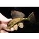 sa язык Plecostomus ~pe Roo ~ 11cm±