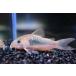  Corydoras *aene незначительный ~ Brazil / Pantah na-ru~ 4-5cm
