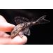  Sune -ks gold Plecostomus ~to kanchi ns~ 7-8cm степени 
