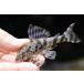 pe Roo спот Tiger Plecostomus ~pe Roo ~ 8cm степени 