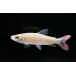  спот розовый tail kalasin~ Colombia ~ 11-12cm