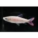  спот розовый tail kalasin~ Colombia ~ 10-11cm степени 