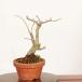  бонсай : слива ...* на данный момент товар один пункт предмет слива .u память при Ilex serrata Umemodoki bonsai мини бонсай 