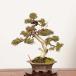  бонсай : специальный отбор нить рыба река подлинный Kashiwa * на данный момент товар один пункт предмет ....sin Park Sabina chinesis Shinpaku bonsai shohin bonsai 