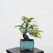 ~́F[Rǂ@i*(JPL)JChE Miyanakaidou bonsai ~j~