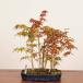  бонсай : гора . лист .. на данный момент товар * гора клен momijiMomiji bonsai средний товар бонсай 