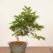  бонсай : Fuji ..( бук ) на данный момент товар * один пункт предмет Fagus crenata Bunabpnsai средний товар бонсай 