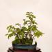  бонсай : скала 4 рука (....).. на данный момент товар * иваси teCarpinus turczaninovii Iwashidei bonsai shohin bonsai 