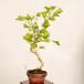  бонсай : гинкго ( гинкго )* на данный момент товар один пункт предмет ....Icho bonsai shohin bonsai 