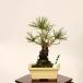  бонсай :. сосна * на данный момент товар один пункт предмет .....ni type matsunisikimatsu bonsai shohin bonsai 