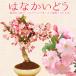  bonsai :... Kaido Sakura * (2024 year blooming end ) flower sea . kai dou shide thread Kaido spring . flower see bonsai