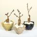 ~́@FIׂF~jˍ(R)*iMyό`jA  (2024NJԏI)bonsai ֘A摜1
