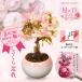  День матери подарок 2026 Sakura бонсай : День матери цветение Sakura *( розовый круг керамика горшок ) упаковка есть. подарок растение в горшке цветочный горшок Sakura цветок видеть bonsai предварительный заказ принимается!