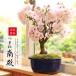  Sakura bonsai : double cherry blossom ( large )*( domestic production blue moko ceramics pot )<2024 year blooming end > bonsai