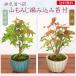  shohin bonsai : mountain maple knitting moss attaching * pot color is possible to choose ( domestic production . type pot ) potted plant . leaf .. in present .bonsai