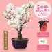  still interval ... Mother's Day gift 2024 Sakura bonsai : Mother's Day . -ply . Sakura ( Seto . blue moko pot )* wrapping attaching sakura Sakura Sakura bonsai bonsai