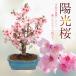 桜盆栽：陽光桜*＜緑モッコ陶器鉢＞（2023年開花終了）さくら サクラ お花見 誕生日 祝　御祝 bonsai