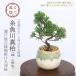  мини бонсай : нить рыба река подлинный Kashiwa ( искривление *3 год сырой )*( Seto . белый зеленый ... круг глубокий горшок ) пробный ... растение в горшке бонсай .........sin Park bonsai