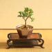  мини бонсай :. ввод подлинный Kashiwa *( Seto . медь цвет шестиугольник горшок ) пробный ... растение в горшке бонсай ....sin Park shohin bonsai bonsai