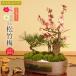 . весна : Mini сосна бамбук слива ( Seto . горшок )* цветок цвет можно выбрать (2026 год . весна цветение предположительно ) бесплатная доставка ... правильный . сосна Новый год .... подарок по случаю конца года . праздник в подарок .bonsai