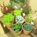 多肉植物 観葉植物:福袋セダム5個セット*