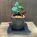 ..... декоративное растение : Mini gaju maru * квадратное shuli талон горшок . тарелка есть 