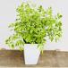  модный декоративное растение : стерео spec rumam лимон lime * pra pot 