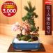  Father's day gift 2024 bonsai : Sakura *. leaf pine ....*< blue length person pot >(2024 year blooming end ) potted plant .... festival .gift birthday festival . festival spring in present .bonsai