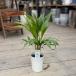  декоративное растение : super areka cocos nucifera *4 номер pra pot 