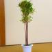  garden tree :. bamboo (. cold bamboo ) white pot 