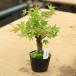  рассада * бонсай рассада : гора клен очень толстый хорошая вещь рассада! shohin bonsai направление.!