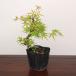  seedling : length good river maple bending *nagala side momiji