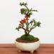 xĂ߂ ̓Mtg2024ɂ ~j~́F~*(ˏĎOʔ) FIׂ A  j Mtg gift aj j bonsai ֘A摜1