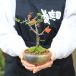 �~�j�~�́F�����~*(���ˏĎO�ʔ�) ���F�I�ׂ� ���A�� ���� �j�� �M�t�g gift �a�����j ��j bonsai �֘A�摜1