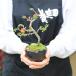 �~�j�~�́F�����~*(���ˏĎO�ʔ�) ���F�I�ׂ� ���A�� ���� �j�� �M�t�g gift �a�����j ��j bonsai �֘A�摜2