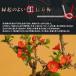 �~�j�~�́F�����~*(���ˏĎO�ʔ�) ���F�I�ׂ� ���A�� ���� �j�� �M�t�g gift �a�����j ��j bonsai �֘A�摜4