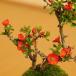 xĂ߂ ̓Mtg2024ɂ ~j~́F~*(ˏĎOʔ) FIׂ A  j Mtg gift aj j bonsai ֘A摜5