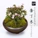  Father's day gift 2024 mini bonsai :. number tree ( Seto . black teppachi bowl )* <2024 year spring blooming expectation > small flower flower four season .. potted plant flower pot present bonsai