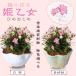  still interval ... Mother's Day gift 2024 also mini bonsai : ultimate ..... woman ( circle ceramics pot )* pot also selectable flower pot potted plant mini rose bonsai