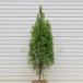  садовое дерево : хвойное дерево ( изумруд )* высота дерева : примерно 150cm полная высота : примерно 160cm Sagawa Express отправка ....-