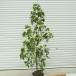  garden tree : evergreen cornus kousa ( Hong Kong ensis* month light )* Sagawa Express ( large commodity ) shipping 