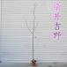  garden tree : Sakura *.. Yoshino (someiyo shino )*( pot ) height of tree : approximately 100cm-120cm Yamato mail shipping 