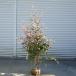  садовое дерево * растение * символ tree :tokiwa гамамелис 7 .(....) высота дерева 130cm* красный цветок tokiwa гамамелис синий лист белый .. Sagawa Express отправка 