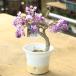  садовое дерево растение :... глициния (daruma глициния )*.... фиолетовый цветок 